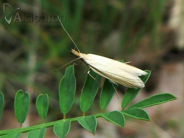 Pleurota pyropella