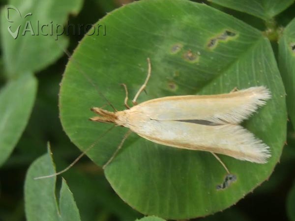 Pleurota pyropella