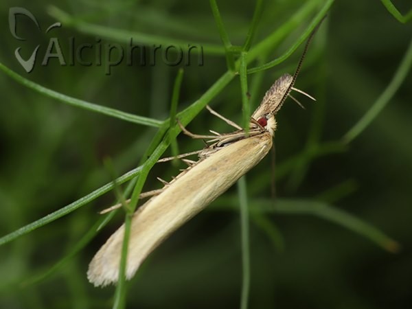 Pleurota pyropella