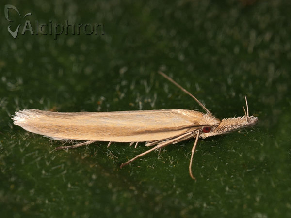 Pleurota pyropella