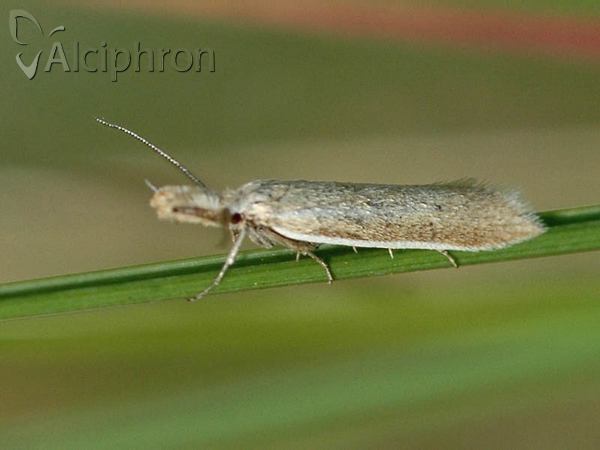 Pleurota bicostella