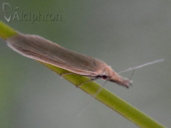 Pleurota bicostella
