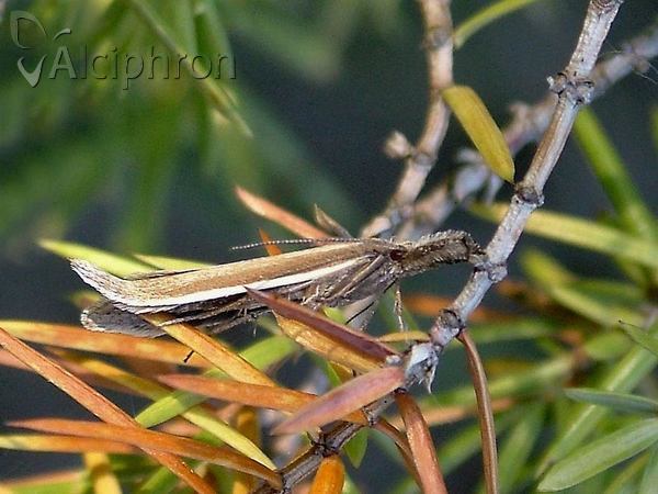 Pleurota aristella