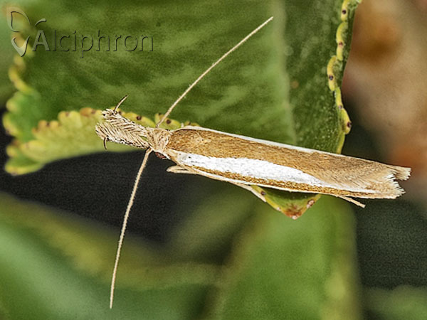 Pleurota aristella