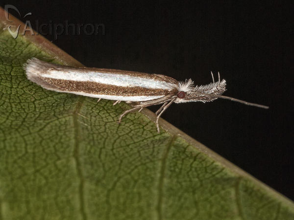 Pleurota aristella