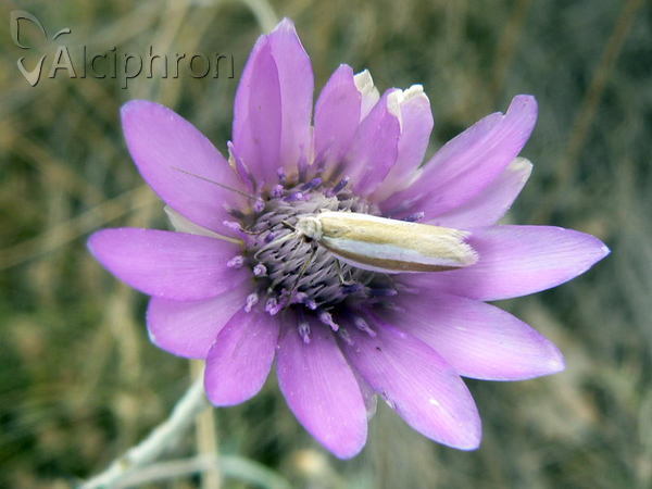 Pleurota aristella