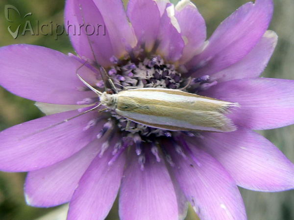 Pleurota aristella