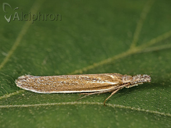 Pleurota marginella