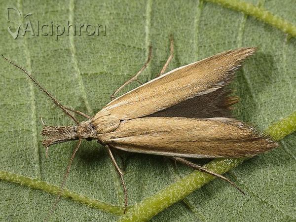 Pleurota marginella