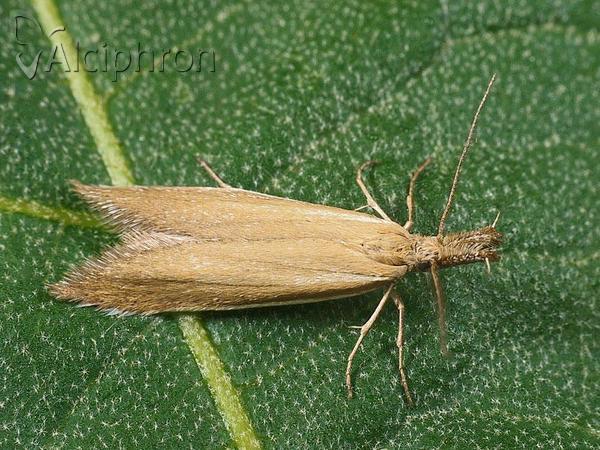 Pleurota marginella