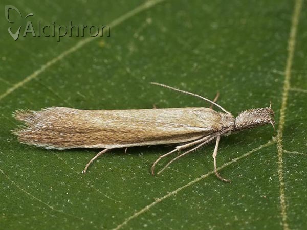 Pleurota marginella