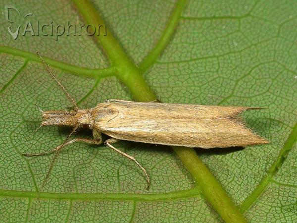 Pleurota marginella