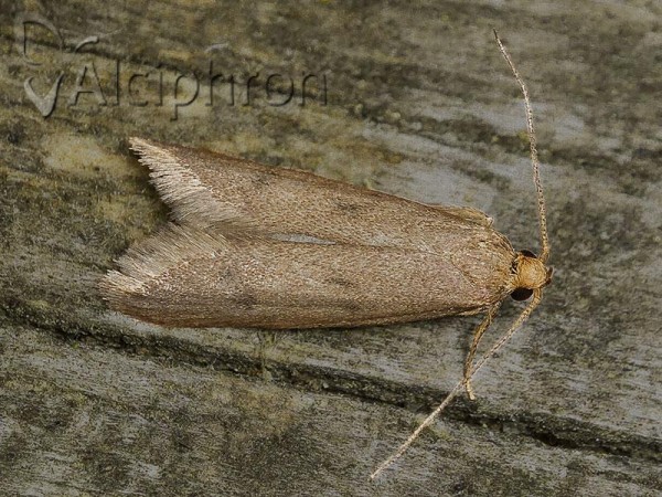 Pseudatemelia flavifrontella