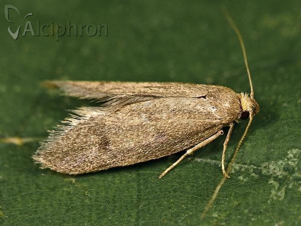Pseudatemelia subgilvida