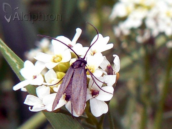 Amphisbatis incongruella