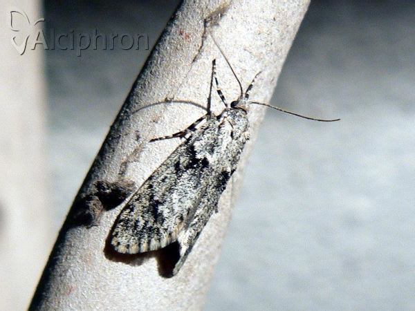 Diurnea fagella