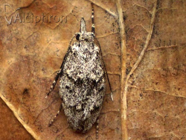 Diurnea fagella