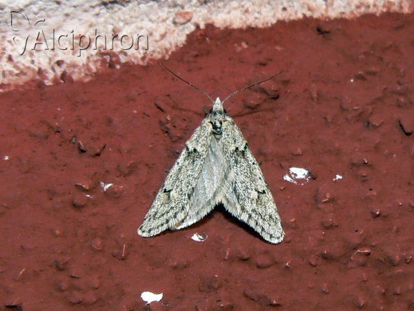 Diurnea fagella
