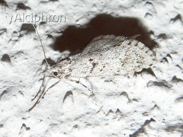 Diurnea fagella