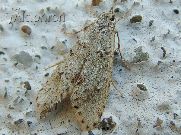Diurnea fagella