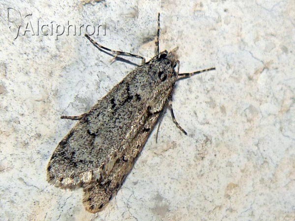 Diurnea fagella
