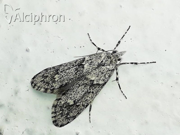 Diurnea fagella