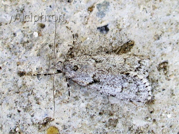 Diurnea fagella