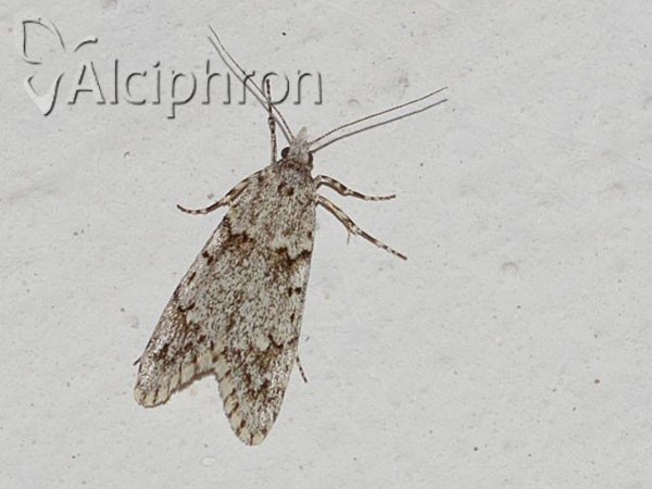 Diurnea fagella