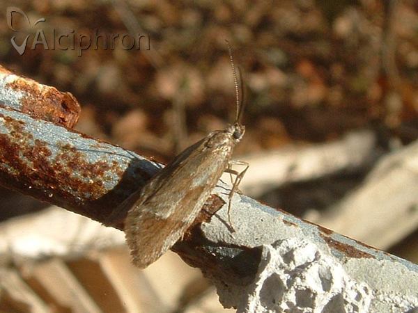 Diurnea lipsiella