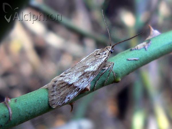 Diurnea lipsiella