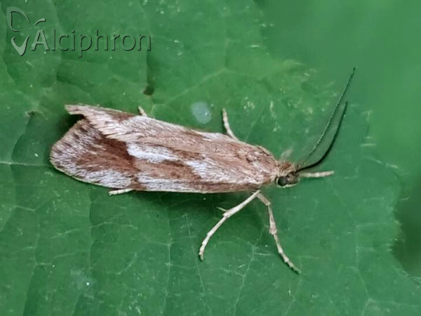 Diurnea lipsiella
