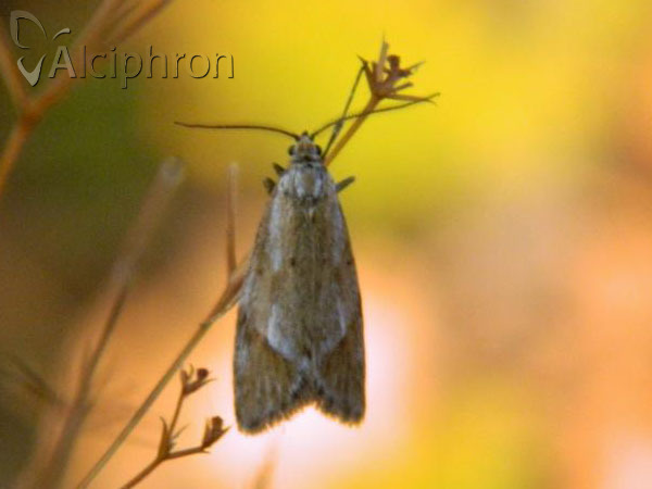 Diurnea lipsiella