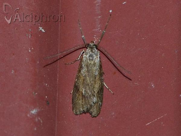 Diurnea lipsiella