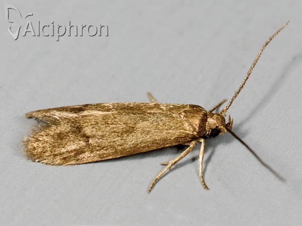 Diurnea lipsiella