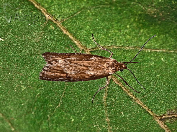 Diurnea lipsiella