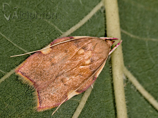 Carcina quercana