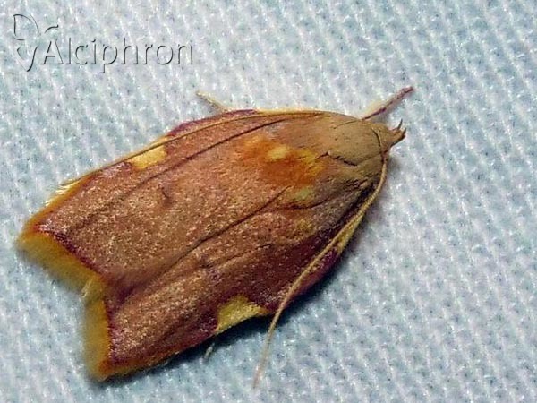 Carcina quercana