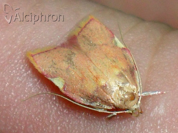 Carcina quercana