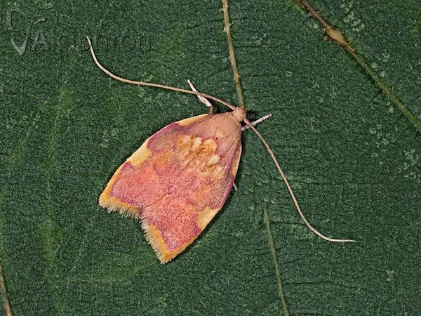 Carcina quercana
