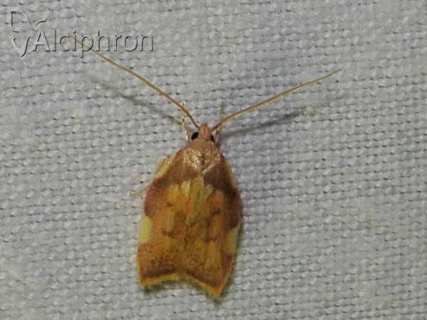 Carcina quercana