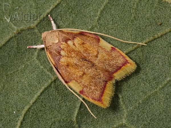 Carcina quercana