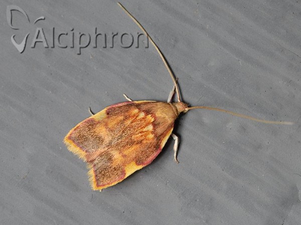 Carcina quercana