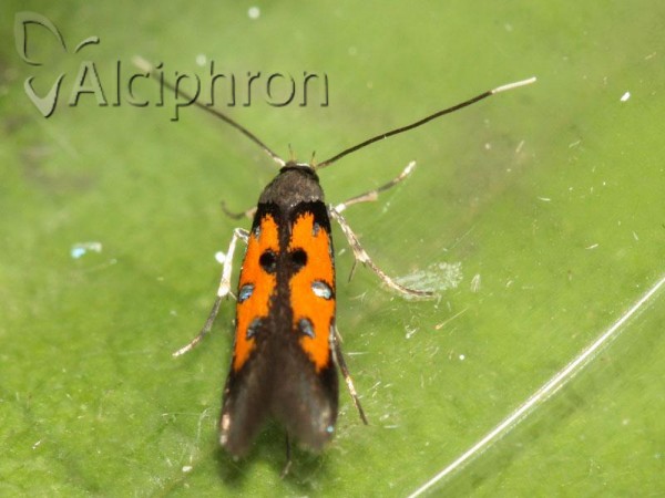 Chrysoclista linneella