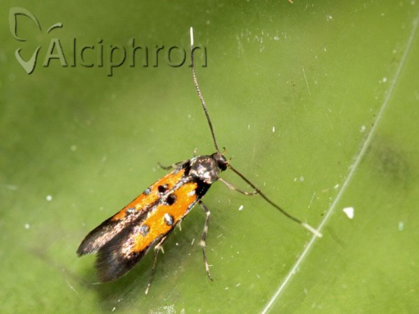 Chrysoclista linneella