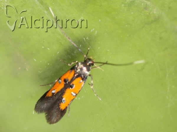 Chrysoclista linneella