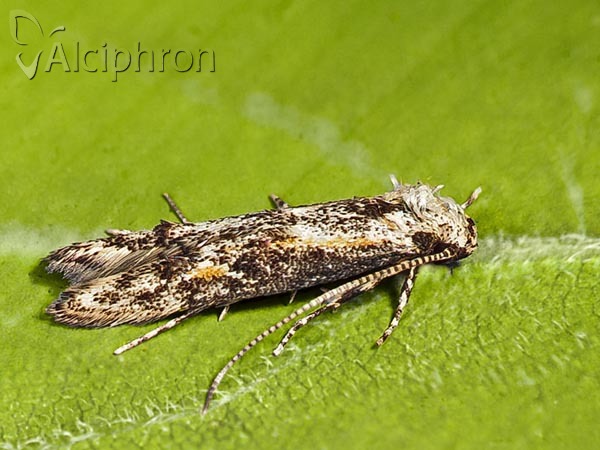 Blastodacna atra