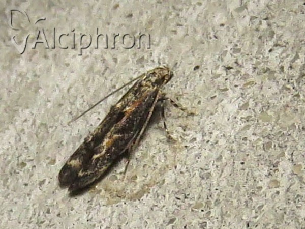 Blastodacna atra