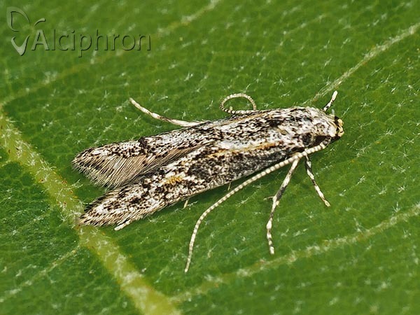 Blastodacna atra