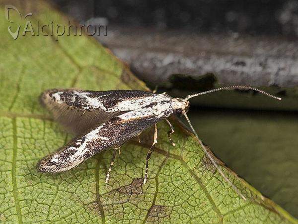 Blastodacna atra