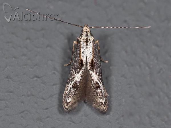 Blastodacna atra